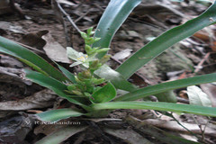 Chlorophytum heynei